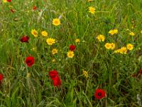 Ausschnitt aus bunter Blumenwiese